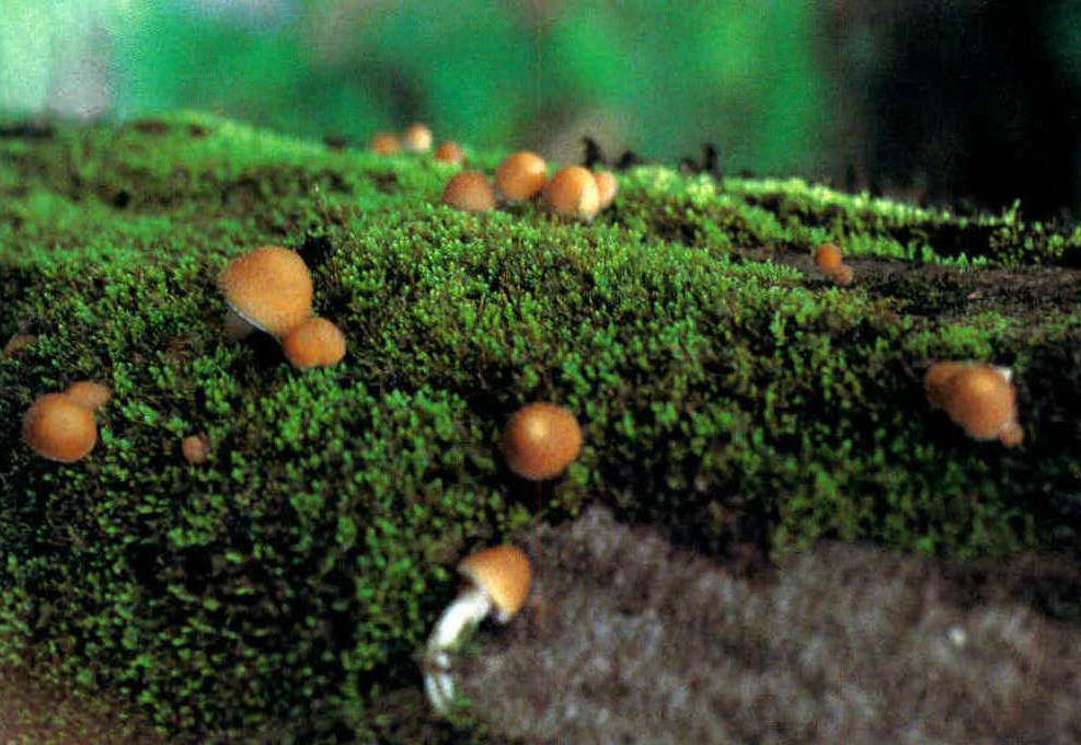 Pholiota astragalina (Fr.)Singer